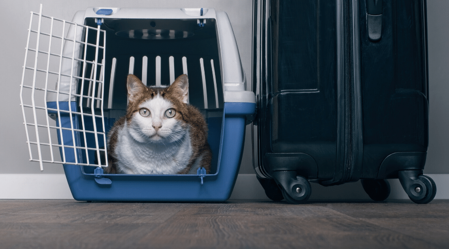 Travelling With Pets