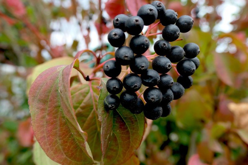 elderberry is poisonous