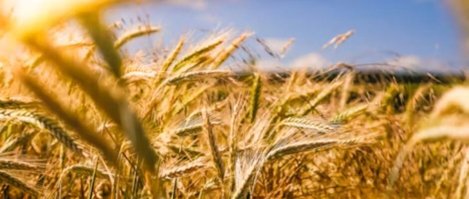 Pest Control for Agricultural Business